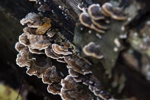 Fungus 3 Stock Photos