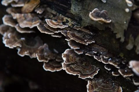 Fungus 4 Stock Photos