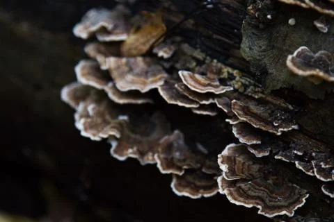 Fungus 5 Stock Photos