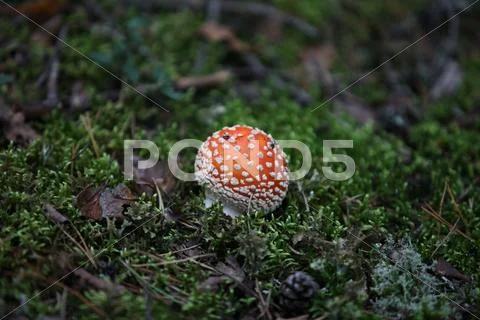 Fungus agaric Stock Photos