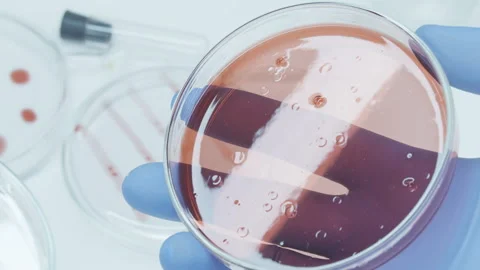 Fungus and mold.  Stock Footage 258569734