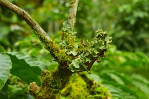 Fungus and moss growing on tree branch. Fungi that decompose tree trunks can  Stock Photos