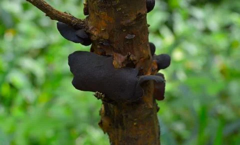 Fungus and moss growing on tree branch. Fungi that decompose tree trunks can  Stock Photos