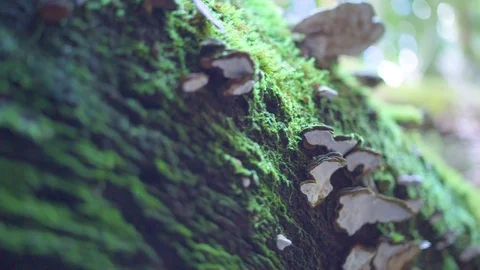 Fungus and moss on tree trunk Stock Footage 76139042