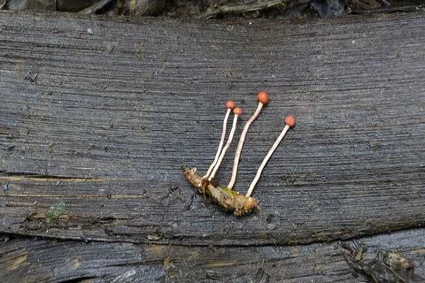 Fungus attacking and insect, La Selva Amazon Ecolodge, Orellana, Ecuador. Foto stock