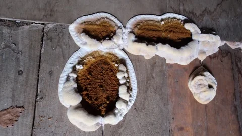 Fungus attacking wooden elements in structures Stock Footage 246427840