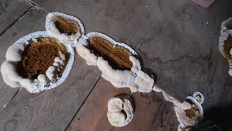 Fungus attacking wooden elements in structures, close-up image Stock Footage 269496306