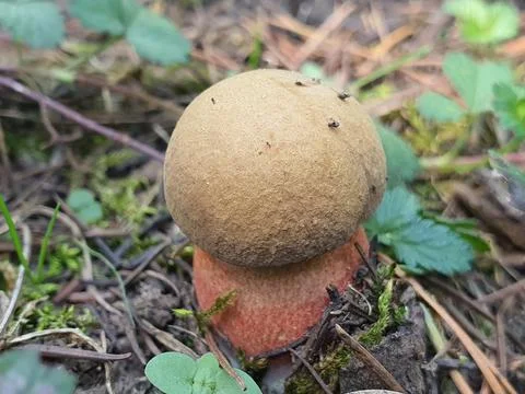 Fungus in autumn Stock Photos