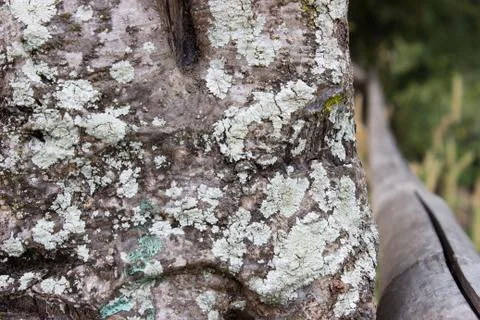 The fungus on the bark Stock Photos