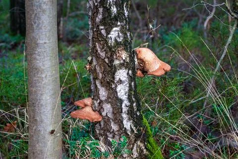 Fungus on a birch Foto stock