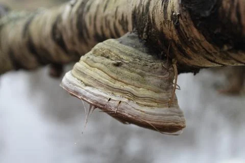 Fungus in birch tree. Stock Photos