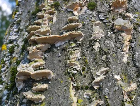 Fungus on a birch tree stem Stock Photos