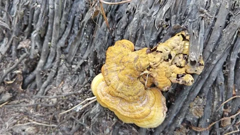 Fungus bracket Vidéo 314626337
