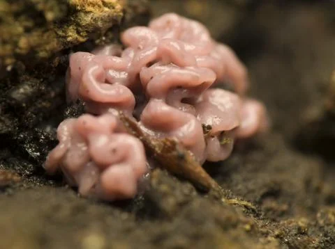 Fungus as the brain Stock Photos