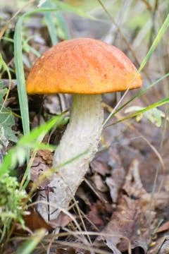 Fungus with a brown hat Stock Photos