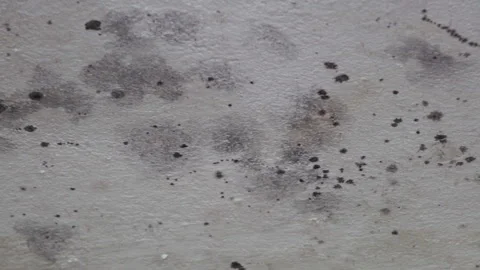 Fungus on the ceiling Stock-Footage 315433168