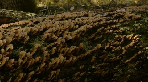 Fungus on dead tree 스톡 동영상 12375391
