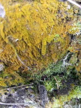 Fungus dry Stock Photos
