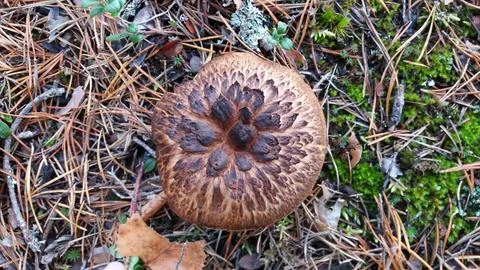 Fungus explosion Stock Photos