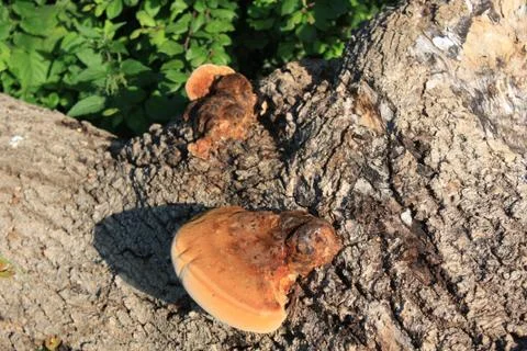 Fungus on a fallen tree trunk Stock Photos