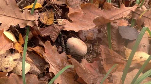 Fungus Stock Footage 8911830