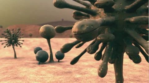 Fungus Stock Footage 45443686