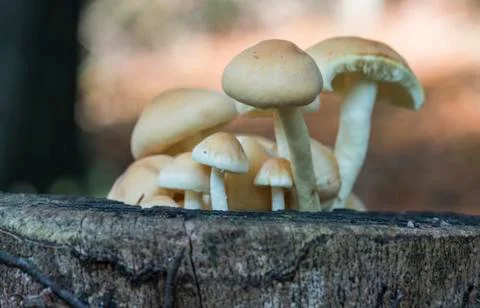 Fungus in forest Stock Photos