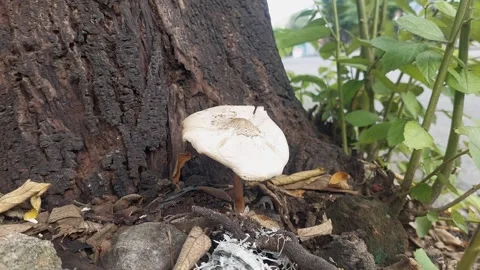 Fungus on the Ground Stock Footage 295502141