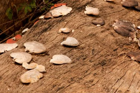 Fungus growing on a fallen tree stump Stock Photos