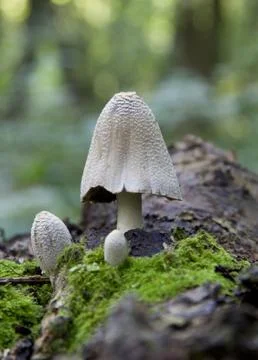 Fungus growing on a fallen tree trunk. Stock-Fotos