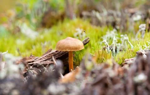 Fungus growing in the forest, close-up Foto stock