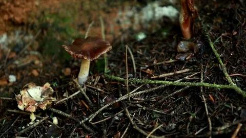 Fungus growing on the forest floor Video stock 83235236