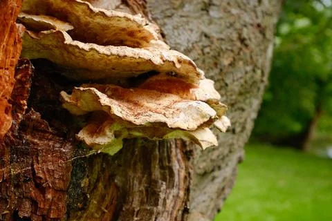 Fungus growing out of a tree Stock Photos