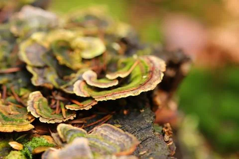Fungus growing from the tree bark in the forest Stock Photos
