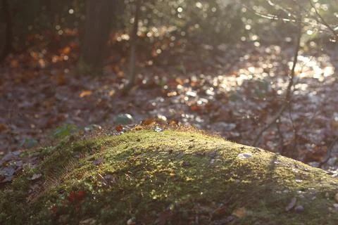 Fungus growing from the tree bark in the forest Stock Photos
