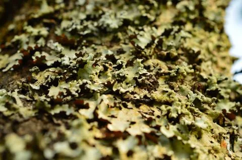 Fungus growing on a tree bark with some parts in focus. Some species of algae Stock Photos