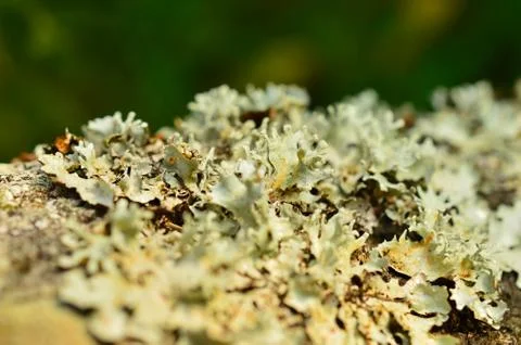 Fungus growing on a tree bark with some parts in focus. Some species of algae Stock Photos