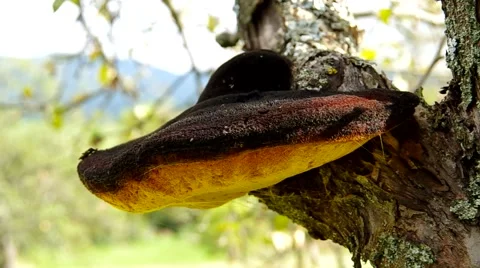 Fungus growing on tree Stock Footage 41920578