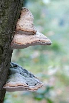 Fungus growing on a tree Stock Photos