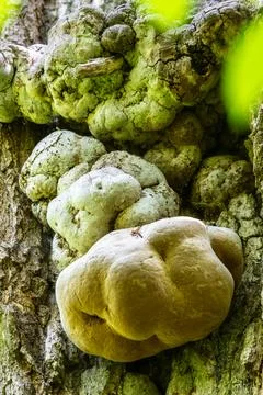 Fungus growing on tree trunk creating unique wood texture Foto stock