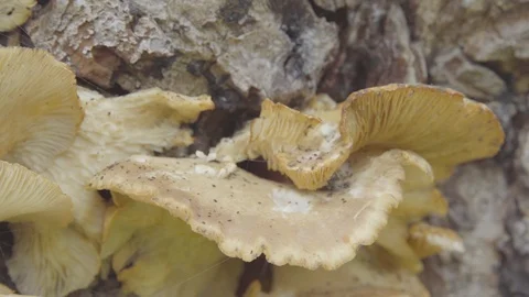 Fungus growing on tree trunk Vídeo Stock 87161623