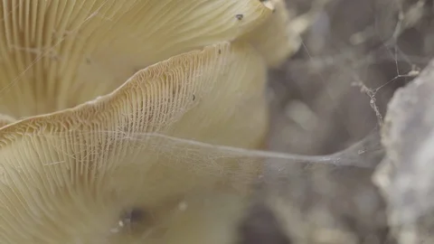 Fungus growing on tree trunk Stock Footage 87161679