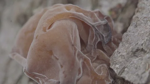 Fungus growing on tree trunk Vídeo Stock 87161889