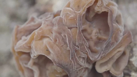 Fungus growing on tree trunk Stock Footage 87161958