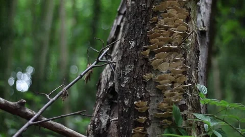 Fungus Growing On Tree Trunk Stock Footage 152852607