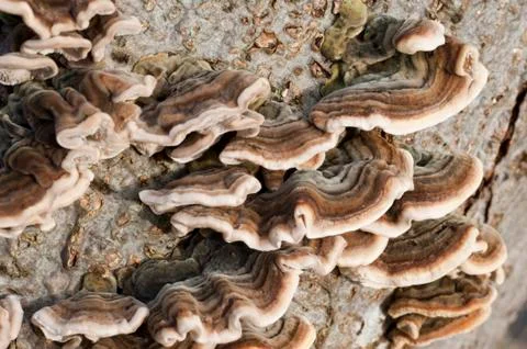 Fungus growing on tree trunk Stock Photos