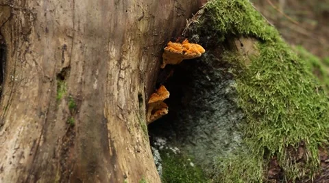Fungus Grown on Trunk Stock Footage 41403451