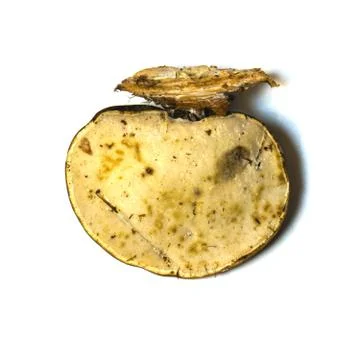 A fungus that grows on the bark of a tree. Stock Photos