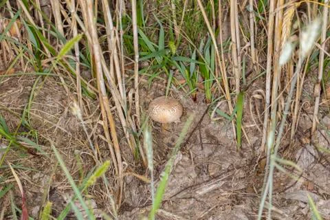Fungus grows between the grains Stock Photos