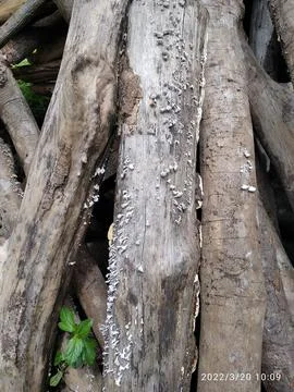 Fungus that grows on dead rubber trees. Stock Photos